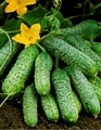 Огурец Сашенька 8шт Листок
