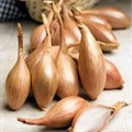 Лук шалот Уральский фиолетовый 0.15 гр Листок