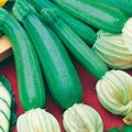 Кабачок Мини-Цуккини 11шт СС