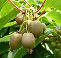 Актинидия Ананасная Р9