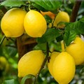 Цитрус Лимон Лунарио 1шт