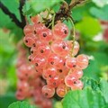 Смородина розовая Голландская