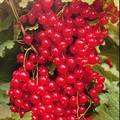 Смородина красная Мармеладница