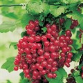 Смородина красная Ролан