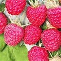 Малина Пересвет