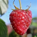 Малина Журавлик рем