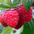 Малина Мишутка (с/ранн) h 1,7м, до 3г