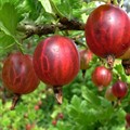 Крыжовник Русский красный
