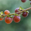Хурма Кавказская к/с