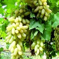 Виноград Дамский пальчик 5гр