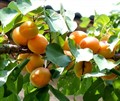 Абрикос Любительский