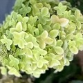 Гортензия метельчатая Металика (Metalica) P10