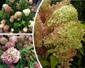 Гортензия Жемчужина Фестиваля (Perle De Festival)