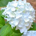 Гортензия крупнолистовая Ранэвэй Брайд (Сбежавшая невеста)/ЦКорЛюкс