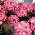Гортензия крупнолистовая Ю энд ми Мисс Саори/ЦКорЛюкс