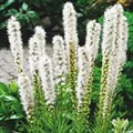 Лиатрис Спиката Альба 1шт корень