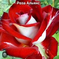 Роза Альянс чайно-гибридн