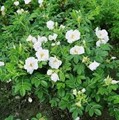 Роза морщинистая (шиповник) Альба