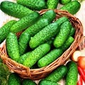 Огурец Бочковой засолочный/Русский вкус 0,5гр/10