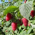 Малина Каскад Харвест