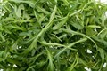 Рукола дикая Амаретто 0,5г НК