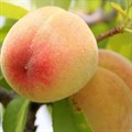 Персик Желторотик