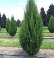 Можжевельник виргинский 130-150 см