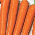 Морковь НИИОХ-336 300шт Редраже