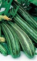 Кабачок Египетская сила цуккини 10 шт Листок