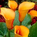 Калла Манго луковица 12/14 1шт