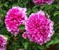 Роза кустовая Роксбурга 10шт ЧК