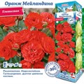 Роза Оранж Мейландина плетистая
