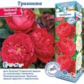 Роза Травиата чайно-гибридн