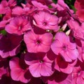 Флокс Кэнди Флосс Р9