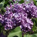 Сирень обыкновенная Утро России