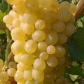 Виноград Алешенькин