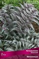 Кочедыжник ниппонский Металликум/К Поиск