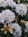 Рододендрон катевбинский Альбум