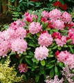 Рододендрон якушиманский Калинка/ЦКорЛюкс