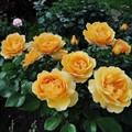 Роза Амбер Куин флорибунда