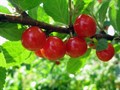 Вишня войлочная Красавица