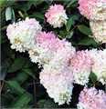 Гортензия метельчатая Грандифлора (Grandiflora)