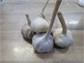Чеснок озимый Гигант 60+ 1шт