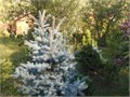 Ель голубая Глаука 1,50+