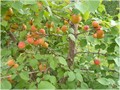 Абрикос Волоконовский (корнесобственный) (Л)