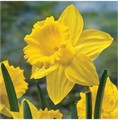 Нарцисс Трампэт Йеллоу (Trumpet yellow) луковица 1шт Нарцисс Трампэт Йеллоу (Trumpet yellow) луковица 1шт