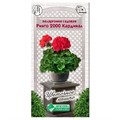 Пеларгония Ринго 2000 Кардинал садовая 3шт Евросем Пеларгония Ринго 2000 Кардинал садовая 3шт Евросем