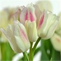Тюльпан Кэнди Клаб луковица 11/12 (5шт)