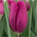 Тюльпаны Пурпл Рейн 5шт Триумф 12/+ /Tulips Purple Rain