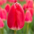 Тюльпаны Черри Делайт 5шт Дарвинов гибрид 12/+/Tulip Cherry Delight